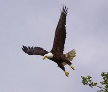 photo of bald eagle