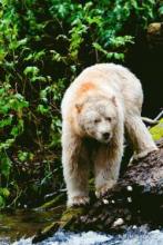 Tar Sands vs Spirit Bear