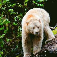 Tar Sands vs Spirit Bear Tar Sands vs Spirit Bear