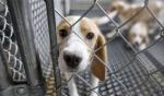 A beagle sticking its muzzle through a chain-link fence.
