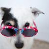 Dog wearing sunglasses