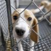 A beagle sticking its muzzle through a chain-link fence.