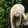 Tar Sands vs Spirit Bear